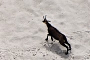 66  Camosci si rinfrescano e giocano sulla neve (maxi zoom)